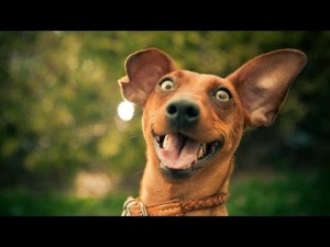 Happy-and-excited-dogs-Funny-dog-compilation